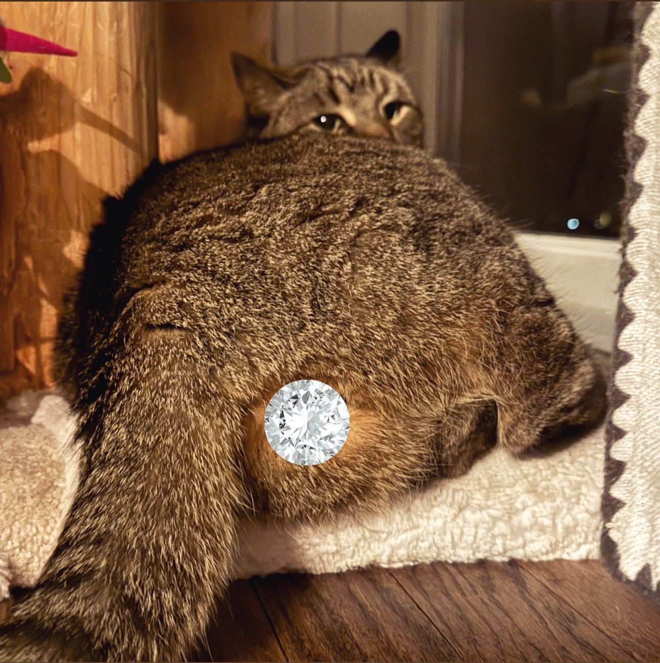 *Made to Order* Cat Butthole Cameow Necklace with Flush Set Moissanite